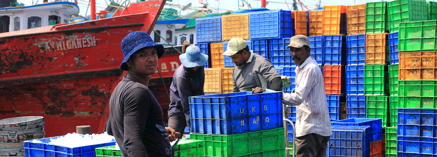 les ouvriers ramassent le poisson des bateaux de pêche dans des caisses dans le vieux port de pêche