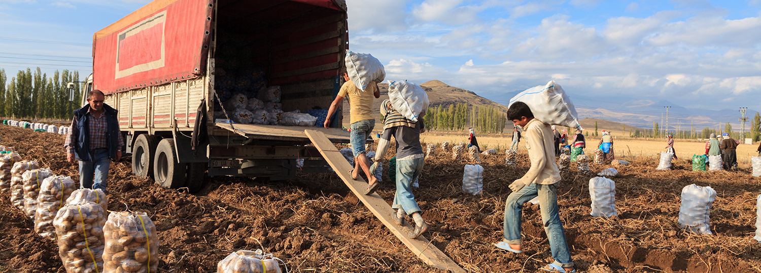 travailleur saisonnier dans le secteur de la production agricole en Anatolie, Develi, Turquie