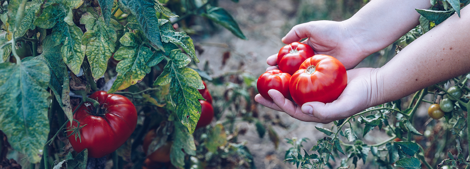Tomate rouge frais dans un jardin.